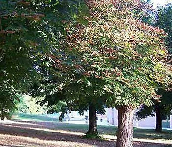 Le Clos Du - Chc 2* Camarsac
